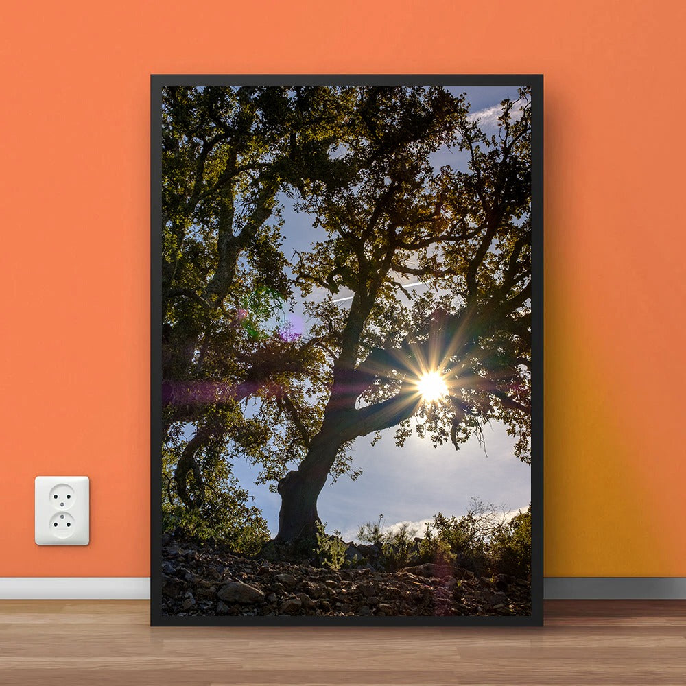 Sunlight Tree (1-Panel) Wall Art